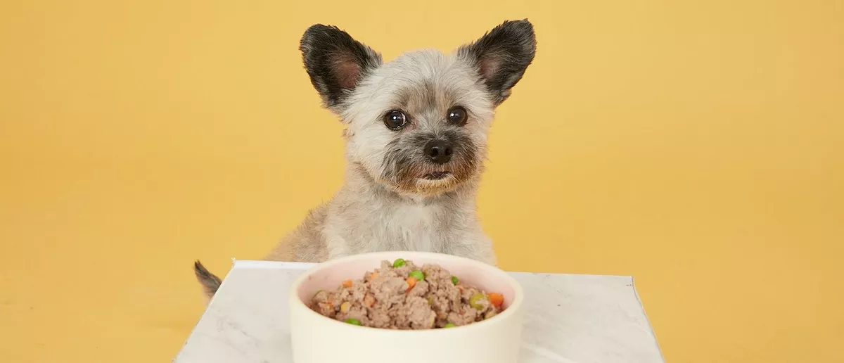 What Is Grain Free Dog Food